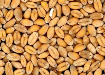 Scarseggiano le scorte di cereali. Il Consiglio federale ne importa 40 mila tonnellate