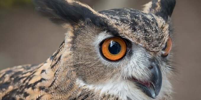 Falconeria di Locarno, aquile e gufi in volo libero sopra la testa: cosa vedere e quanto costa la giornata in famiglia (da 60 CHF)