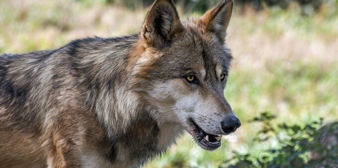 Abbattuto un lupo nei Grigioni: potrebbe essere il maschio alfa M92