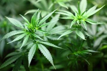 Dal 15 settembre a Basilea Città la cannabis si compra in farmacia