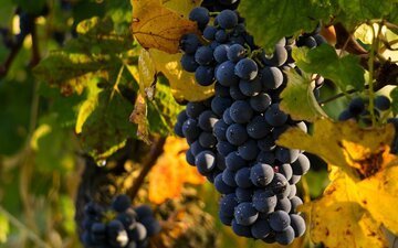 La grande annata dei vini ticinesi. Ecco come è andata la vendemmia per Agriloro e Angelo Delea