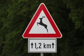 Attenzione agli animali selvatici, in Svizzera causano oltre 3mila incidenti all'anno