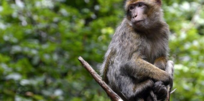 Quali animali possono trasmettere il vaiolo delle scimmie? Provenienza e contagiosità del virus
