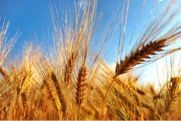Accordo sul grano: la Russia fa saltare il rinnovo. E i prezzi schizzano alle stelle