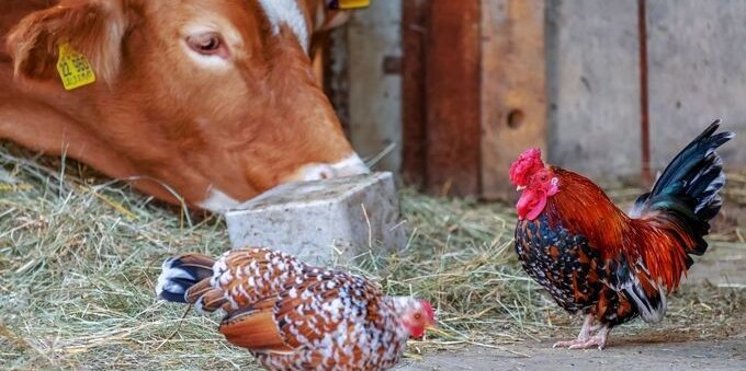 Rincara il foraggio per animali proveniente dall'Ucraina. La Svizzera abbassa i dazi