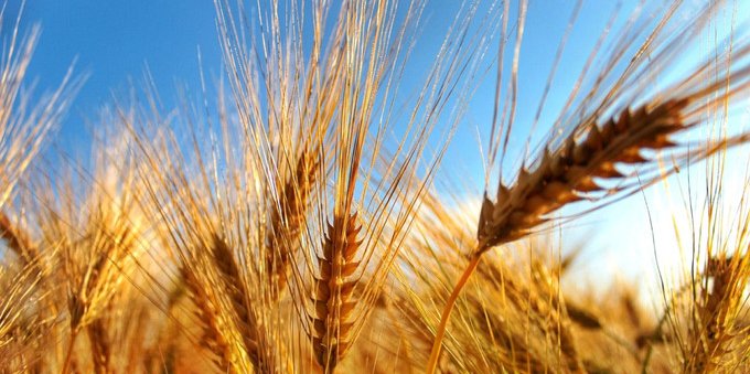 Scarseggiano le scorte di cereali: il Consiglio federale aumenta il contingente doganale