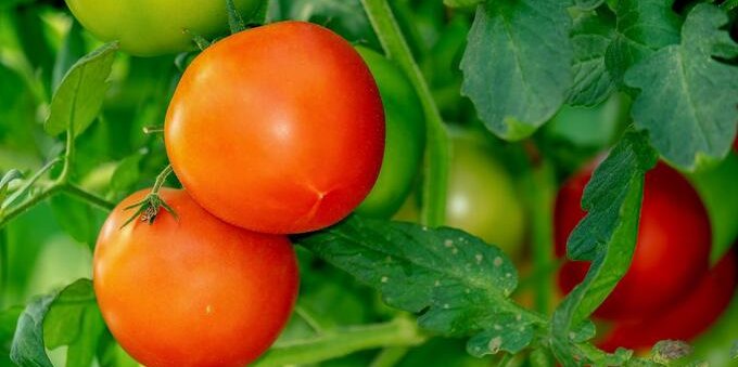 Si chiama ToBRFV ed è il virus che minaccia l'agricoltura svizzera: scopriamo perché