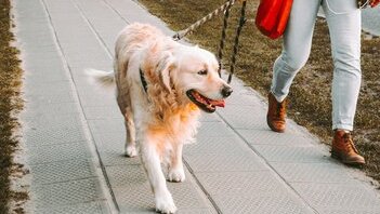 Cani in Ticino, dal 1° settembre corso obbligatorio prima di prendere l'animale: 120 CHF, 6 ore e multa da 150 CHF per chi salta il passaggio