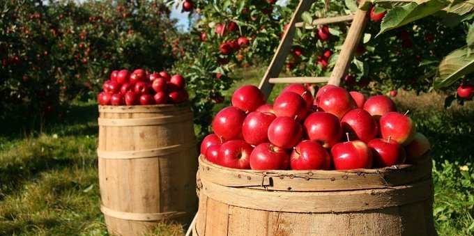 Agricoltura bio: la svolta sostenibile in Ticino è già iniziata