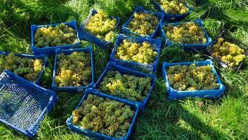Vendemmia 2026 in Ticino, si raccoglie con un mese di anticipo: acini piccoli e meno chili sui 1'143 ettari di vigna