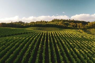 Le 5 cantine del Mendrisiotto da visitare quest'estate: quanto costa davvero una degustazione di merlot (dai 10 ai 25 CHF)