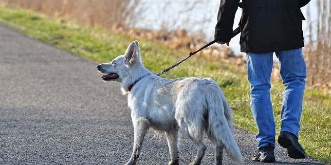 Adottare un cane in Ticino: come funziona e cosa sapere