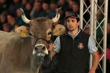 INTERVISTA Lupi e allevamento. Matteo Ambrosini: «Danni economici e psicologici per animali e allevatori»