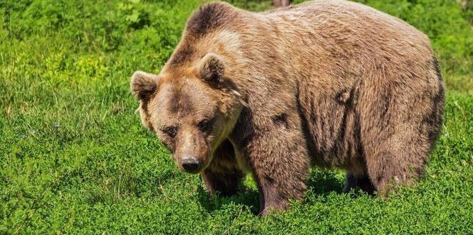 I lupi si moltiplicano in Ticino e Grigioni. L'orso è il prossimo? Arno Puorger: «Non è da escludere»