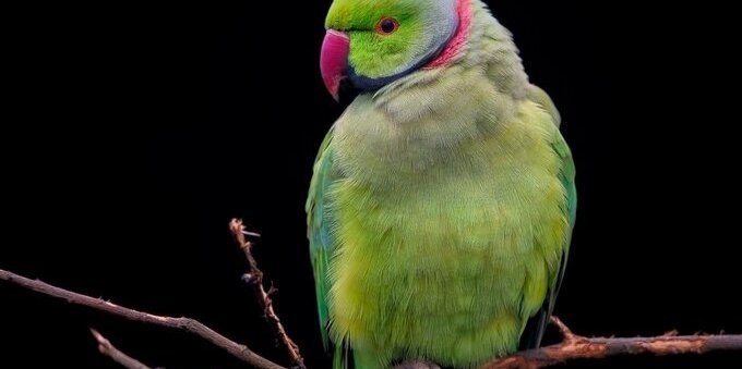 Cittadino svizzero nei guai alla frontiera con l'Italia per colpa del pappagallo