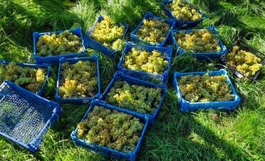 Vendemmia 2026 in Ticino, si raccoglie con un mese di anticipo: acini piccoli e meno chili sui 1'143 ettari di vigna