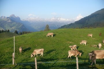 Il 1° agosto in fattoria: quasi 40 aziende agricole ticinesi aprono le porte per il brunch della Festa nazionale (e quanto costa davvero)
