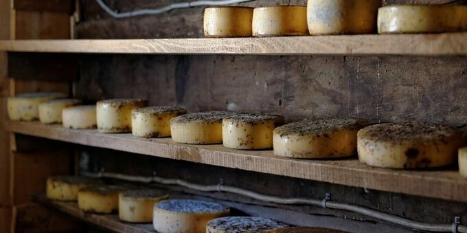Formaggio d'alpe ticinese DOP, l'oro dell'estate: 5 alpeggi e caseifici da scoprire, quanto costa davvero al chilo e perché vale ogni franco