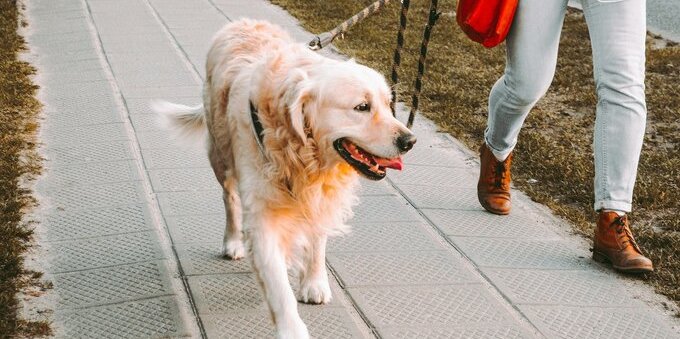 Cani in Ticino, dal 1° settembre corso obbligatorio prima di prendere l'animale: 120 CHF, 6 ore e multa da 150 CHF per chi salta il passaggio