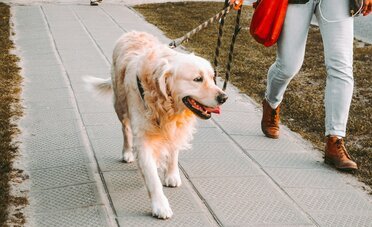 Cani in Ticino, dal 1° settembre corso obbligatorio prima di prendere l'animale: 120 CHF, 6 ore e multa da 150 CHF per chi salta il passaggio