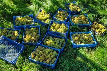 Vendemmia 2026 in Ticino, si raccoglie con un mese di anticipo: acini piccoli e meno chili sui 1'143 ettari di vigna