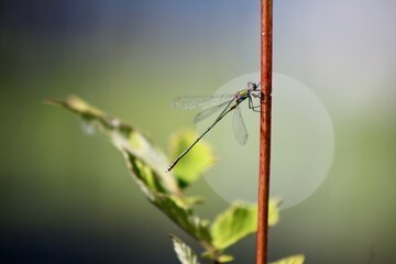FOTO Il riscaldamento climatico mette a dura prova gli insetti svizzeri. Ecco quali sono i più a rischio