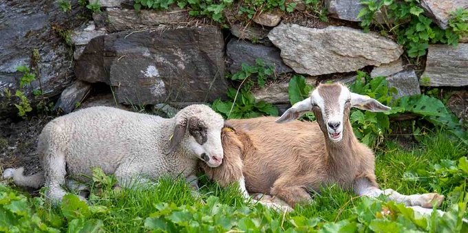 Concorso fotografico Obiettivo Agricoltura Junior: per partecipare c'è tempo fino al 31 agosto