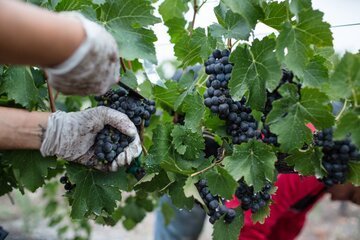 Ricca la vendemmia 2022 in Svizzera: produzione su del 63%. In Ticino +8%. Premiata anche la qualità