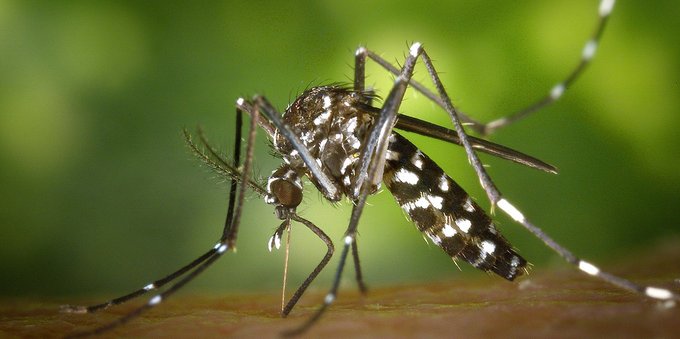 Zanzara tigre, al via in Ticino il progetto pilota della Supsi per contrastarne la diffusione