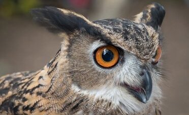 Falconeria di Locarno, aquile e gufi in volo libero sopra la testa: cosa vedere e quanto costa la giornata in famiglia (da 60 CHF)