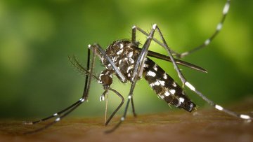 Trovato nelle zanzare del Canton Ticino il virus della febbre del Nilo