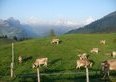 Il 1° agosto in fattoria: quasi 40 aziende agricole ticinesi aprono le porte per il brunch della Festa nazionale (e quanto costa davvero)