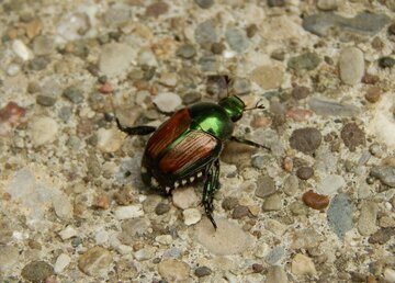 Attenzione al coleottero giapponese. In Ticino è scattata la campagna di cattura. Ecco perché è pericoloso