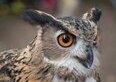 Falconeria di Locarno, aquile e gufi in volo libero sopra la testa: cosa vedere e quanto costa la giornata in famiglia (da 60 CHF)