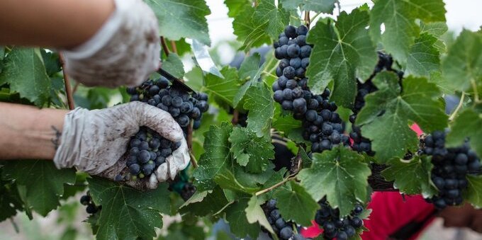 Ricca la vendemmia 2022 in Svizzera: produzione su del 63%. In Ticino +8%. Premiata anche la qualità