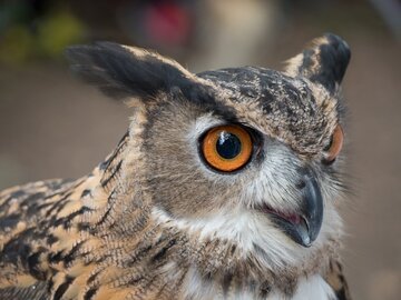 Falconeria di Locarno, aquile e gufi in volo libero sopra la testa: cosa vedere e quanto costa la giornata in famiglia (da 60 CHF)
