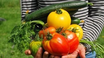 Più Bio anche fuori casa: al via un progetto pilota tra Bio Suisse e Fourchette verte