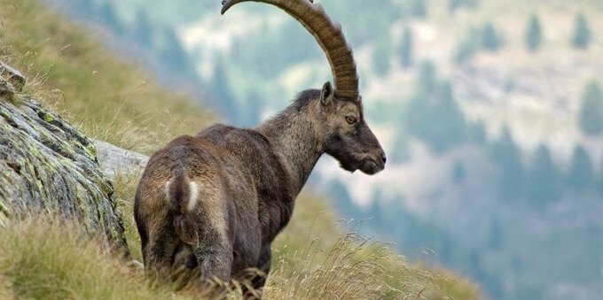 Ci sono troppi stambecchi nei Grigioni: autorizzati gli abbattimenti mirati