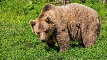 I lupi si moltiplicano in Ticino e Grigioni. L'orso è il prossimo? Arno Puorger: «Non è da escludere»