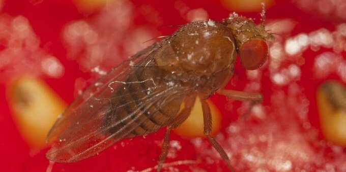 Contro il moscerino delle ciliegie si sperimenta il rilascio della vespa asiatica: primo test in Ticino