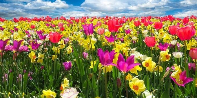 Aria di primavera: ecco i 5 fiori più belli del Ticino. Scopriamo il loro significato
