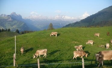 Il 1° agosto in fattoria: quasi 40 aziende agricole ticinesi aprono le porte per il brunch della Festa nazionale (e quanto costa davvero)