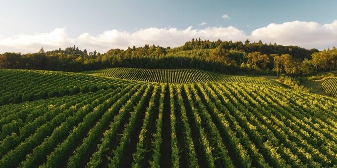 Le 5 cantine del Mendrisiotto da visitare quest'estate: quanto costa davvero una degustazione di merlot (dai 10 ai 25 CHF)