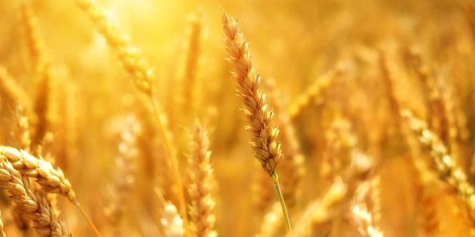 Gas, petrolio, grano: quanto sono aumentate le materie prime dall'inizio della guerra?