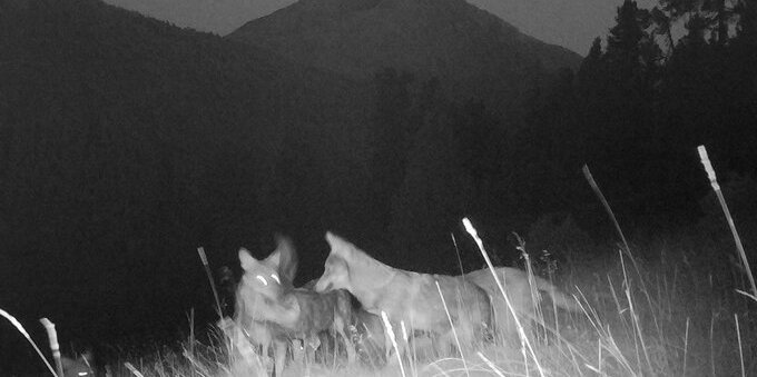 Confermata la presenza del primo branco di lupi in Engadina: l'ultima volta risale a un secolo fa