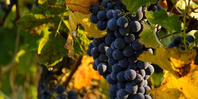 La grande annata dei vini ticinesi. Ecco come è andata la vendemmia per Agriloro e Angelo Delea