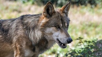 Lupo abbattuto in Riviera. Si tratta del colpevole della strage di Castione?