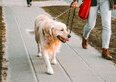 Cani in Ticino, dal 1° settembre corso obbligatorio prima di prendere l'animale: 120 CHF, 6 ore e multa da 150 CHF per chi salta il passaggio