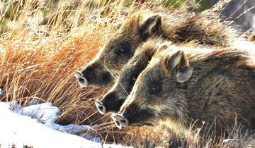 Cinghiali in Ticino danni al territorio per oltre 300mila franchi: il Cantone aumenta gli abbattimenti