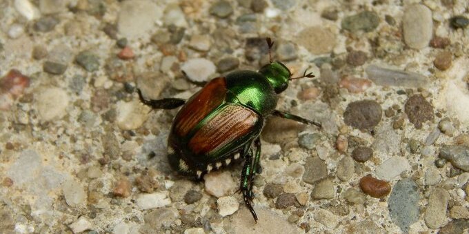 Attenzione al coleottero giapponese. In Ticino è scattata la campagna di cattura. Ecco perché è pericoloso